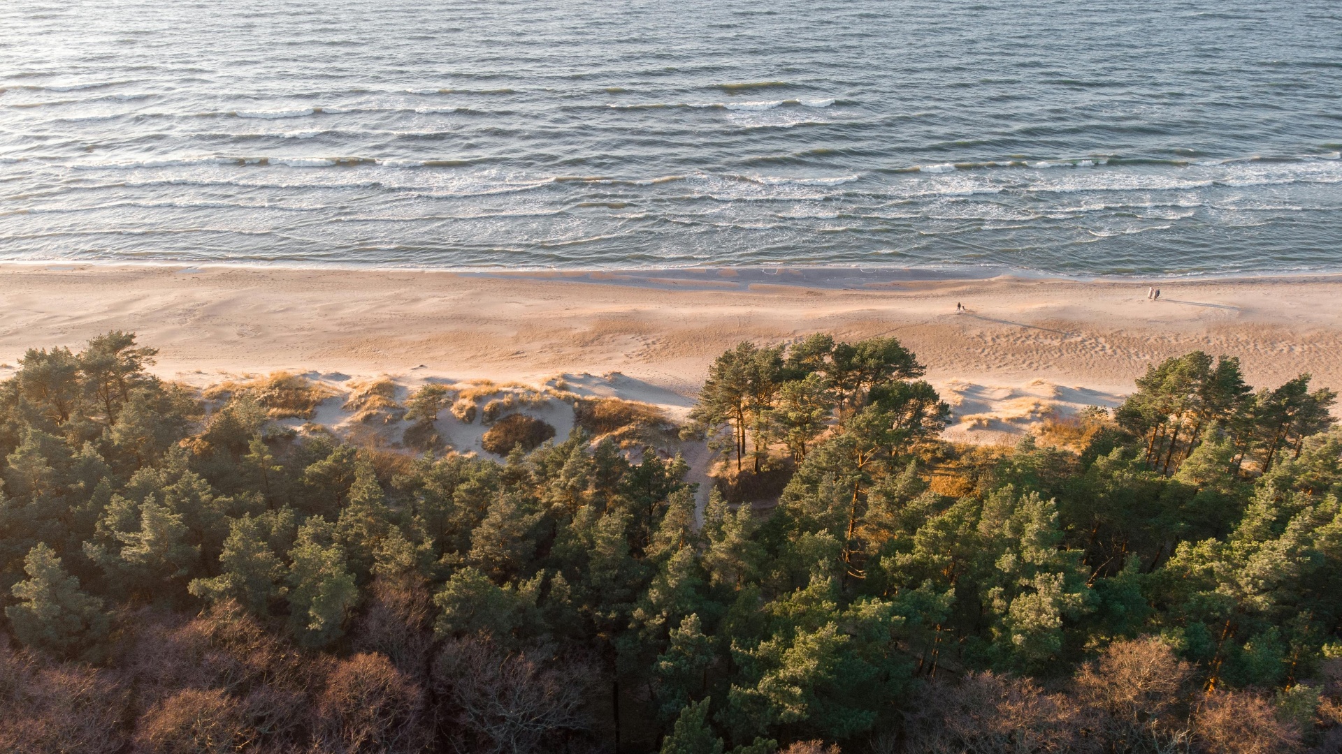 Aerial view of pine forest meeting Baltic Sea beach