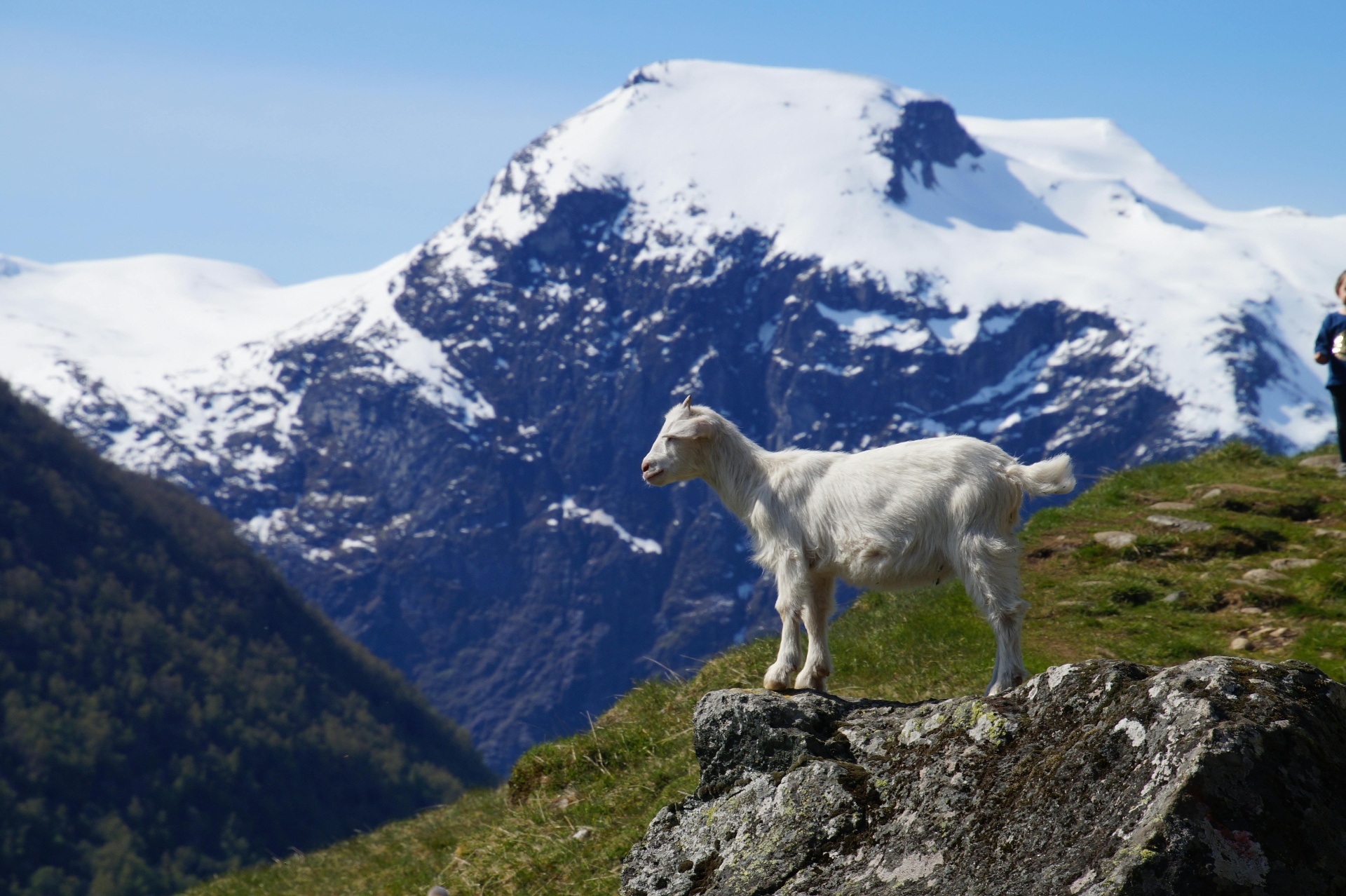 Mountain goat